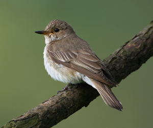 Намнаахай (Сэвхэт намнаахай)